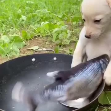 cute dog cooking