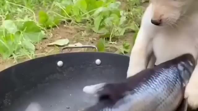 cute dog cooking