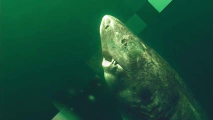 Shark Found In The Wild Believed To Be 512 Years Old