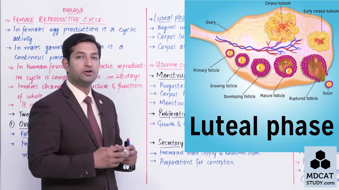 LEC#9 FEMALE REPRODUCTIVE CYCLE