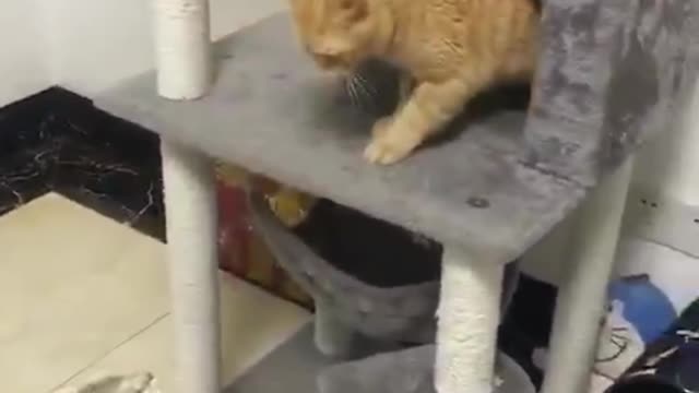 Fight between two cats