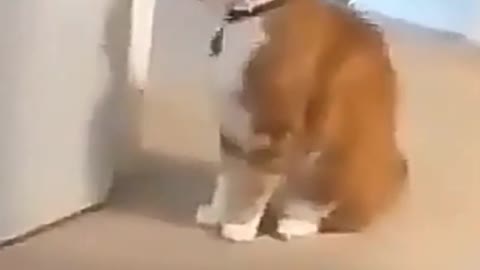 Cat vs Cat fight 🤣 Funny ending 😂🔥💯