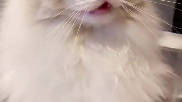 funny and funny cat