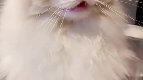 funny and funny cat