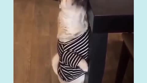 Dog trying to get food