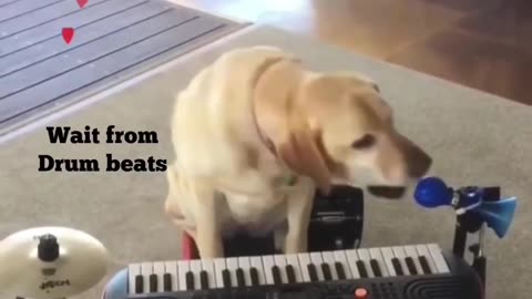 Funny dogs