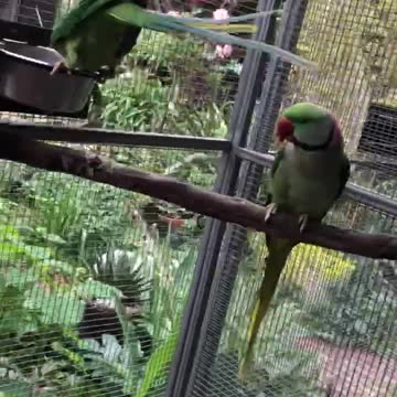 Everybody understands body language