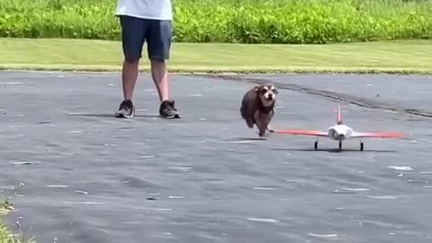 Dog versus aeroplane