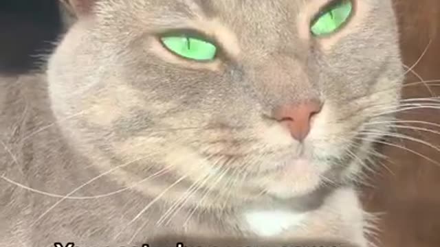 OMG-cute & funny cats cutest cats-Aww animals