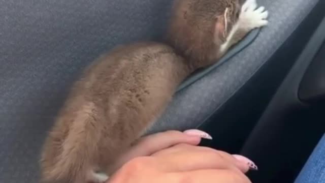 Ferret Finds the Perfect Place to Sleep