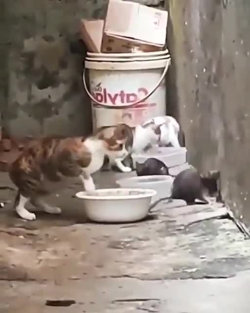 These rats have completely lost their fear)!