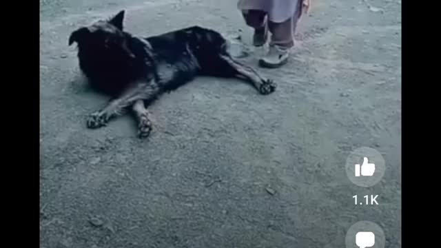 Dog plying with man