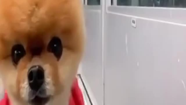 Super cute magnificent these cute 🥰 and interesting animals 😍