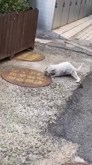 Why You Should Forget About Improving Your Cat Hunting