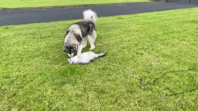 Lazy Cat Argues With Giant Husky! They're Always Fighting!