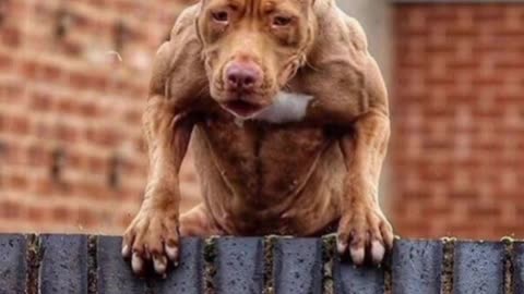 Pitbull dog monster 🔥🔥 attitude #Short video