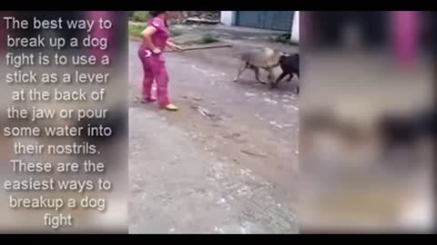 New viral rottweiler attack || rottweiler vs human || rottweiler vs other dogs