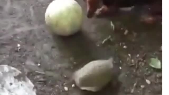 Turtle vs. Dog in soccer