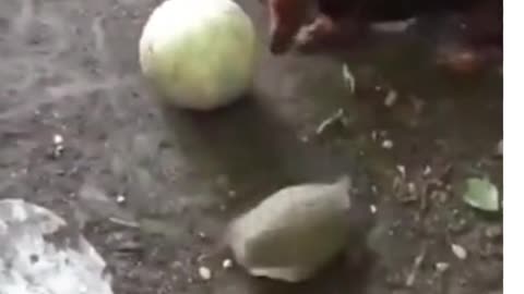 Turtle vs. Dog in soccer