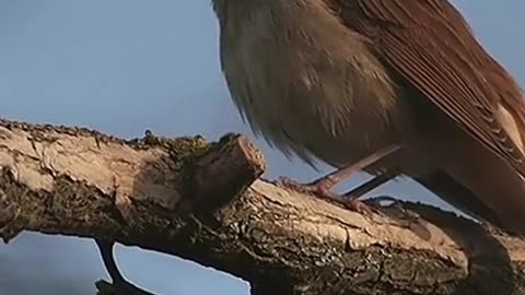 sparrow singing