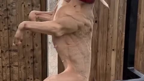 The dog is a bit silly