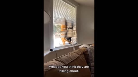 Funny cat and dog videos