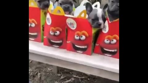 Funny cats videos and pranks