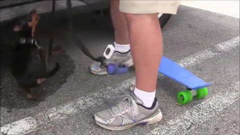 How To Make Dog Become Fully Aggressive With Few Simple Tips