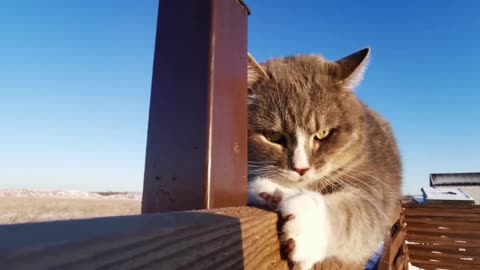Best cat funny video 🤠😎🤣