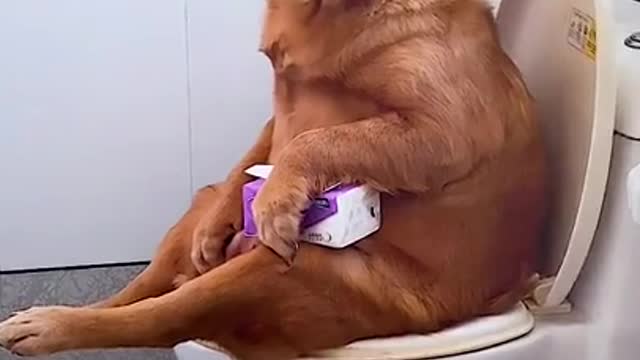 That's what smart dogs always do , Does your dog do the same?