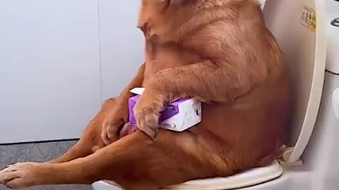 That's what smart dogs always do , Does your dog do the same?