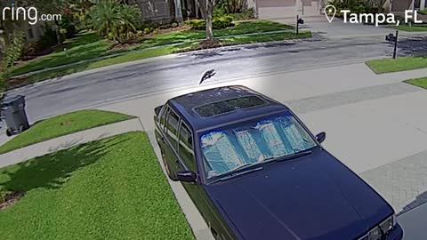 It Was Kind Of Creepy And Kind Of Cute, Unusual Visitor At Leonard s Door Neighbourhood