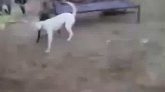 Dog Fight Lead To A Man Being Tossed Around Like A Peace Of Clothes