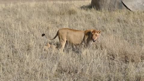 CUTE! SIX LION CUBS enjoy their first outdoor adventure