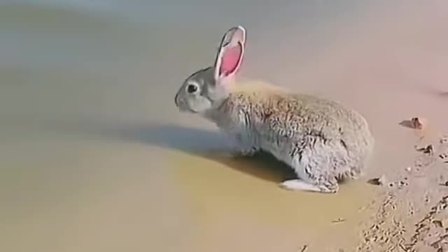 Are rabbits afraid of water? Can't swim?