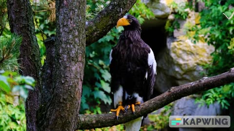 Eagle facts#facts#eagle