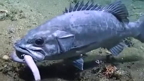 There's Always a Bigger Fish