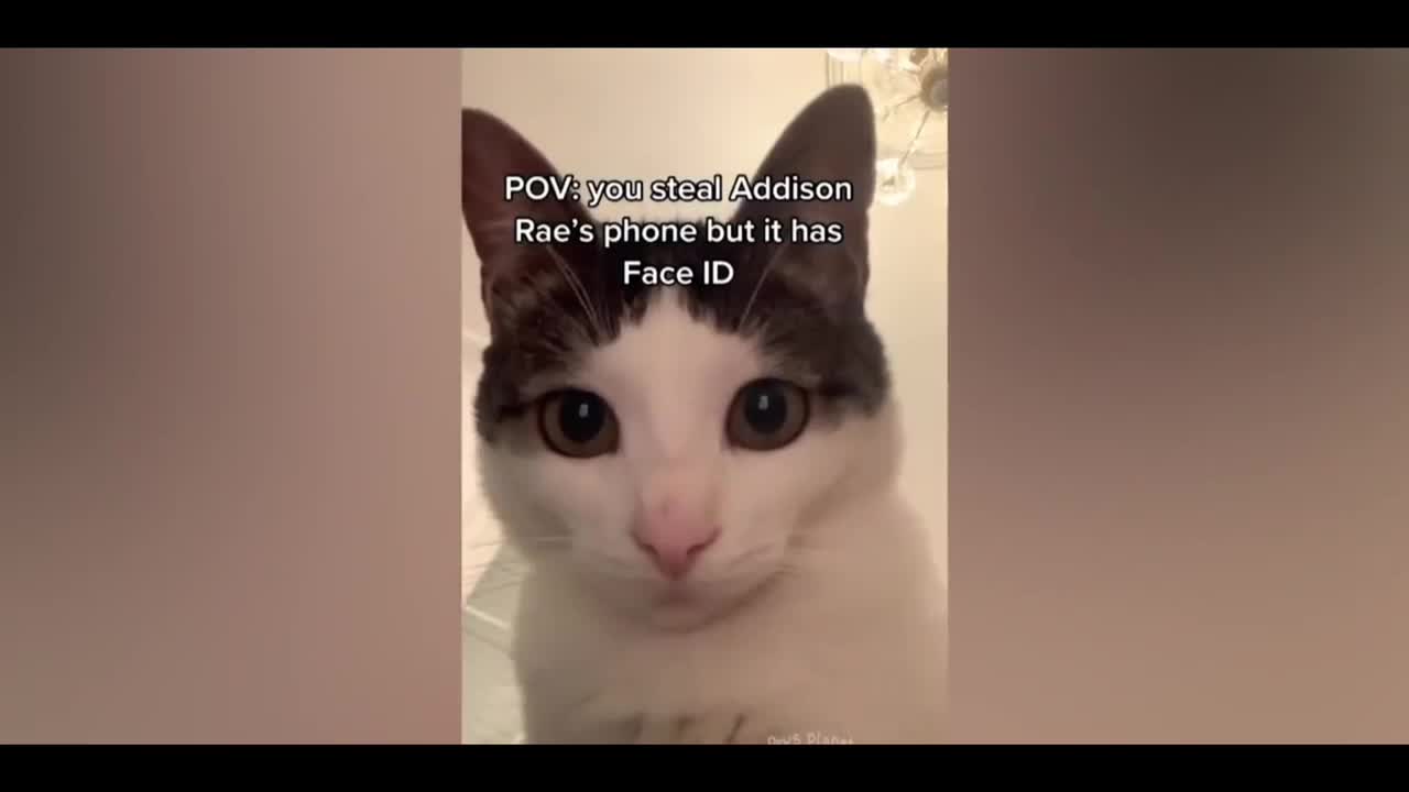 I absolutely love seeing naughty cats fall or get recked😂😂