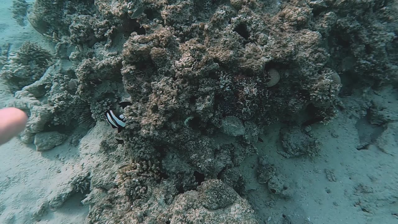 Octopus Camouflage On Coral