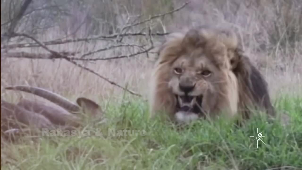 Animals has amazing skills | Forest Safari | OMG Video |