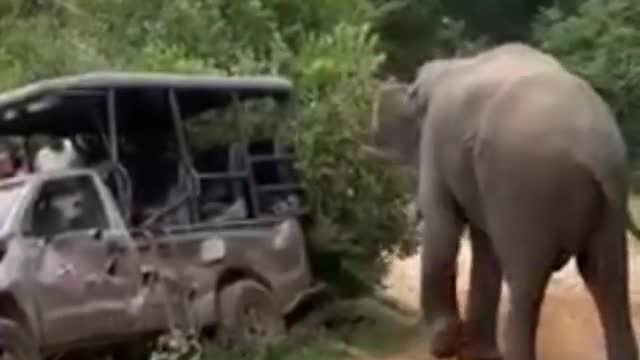 Top elephant attack videos like & share