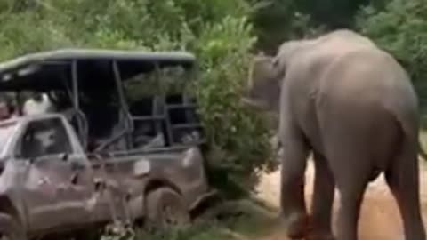 Top elephant attack videos like & share