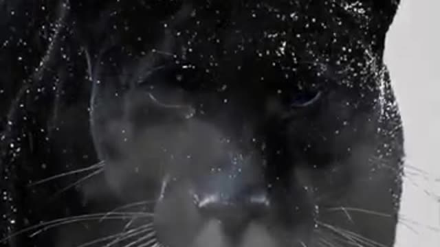 Black panther video