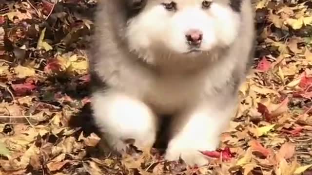 Funniest and Cutest Puppies