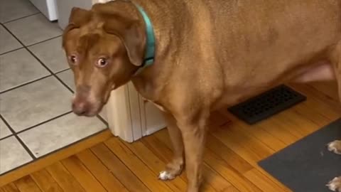 Crazy dog eyes