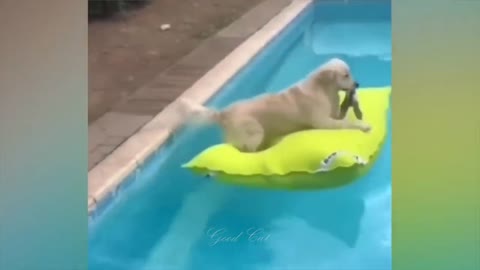 Cute Dogs And Cats That Will Make You Laugh