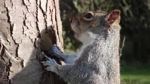 The superb squirrel