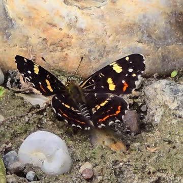 Beautiful land butterfly on a river / beautiful insect.