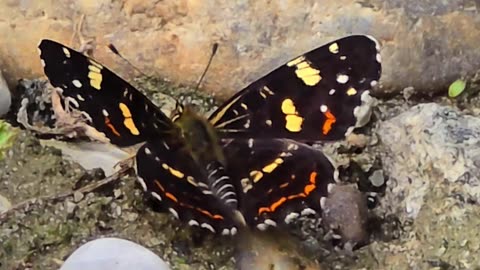 Beautiful land butterfly on a river / beautiful insect.