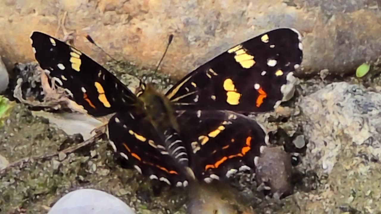 Beautiful land butterfly on a river / beautiful insect.